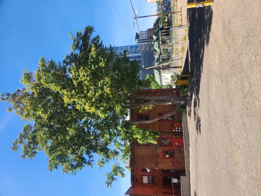 Mature urban tree beside historic brick building in downtown Denver
