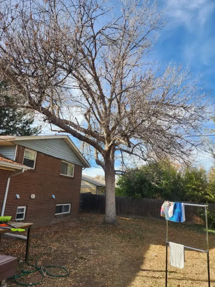 Large ash tree scheduled for removal in a backyard