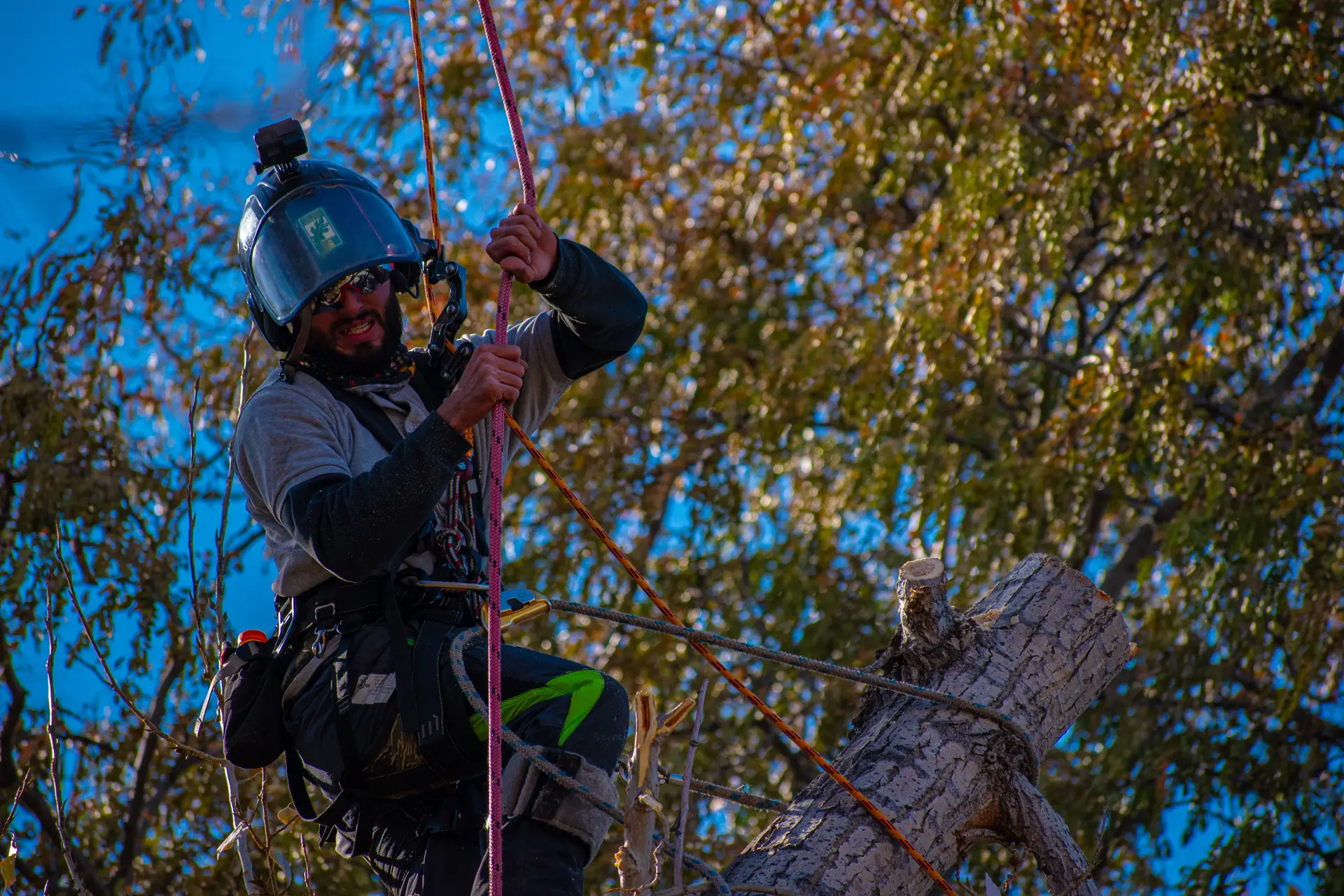 Branching Out Tree Service climber tied in on rope and saddle, sectioning a tree over a backyard in Arvada, Colorado