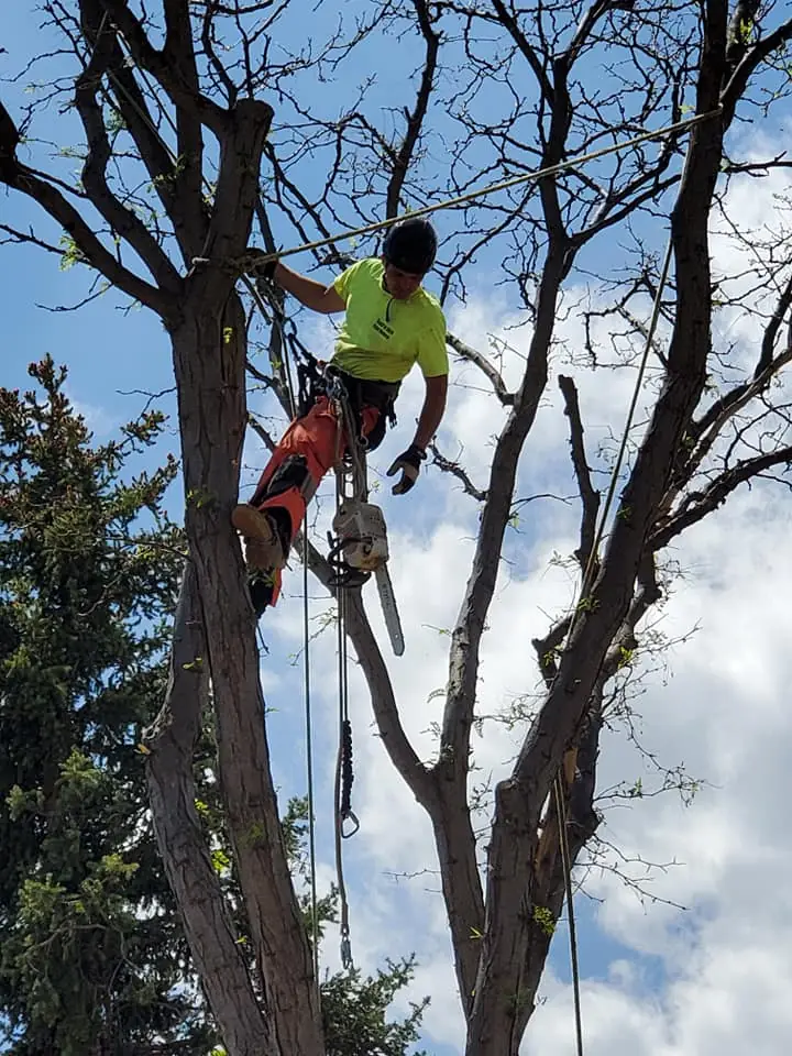 Branching Out Tree Service arborist at work