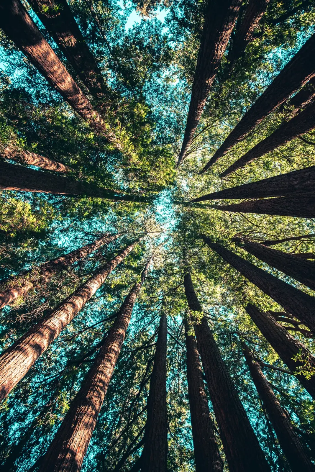Looking up through a tall evergreen canopy