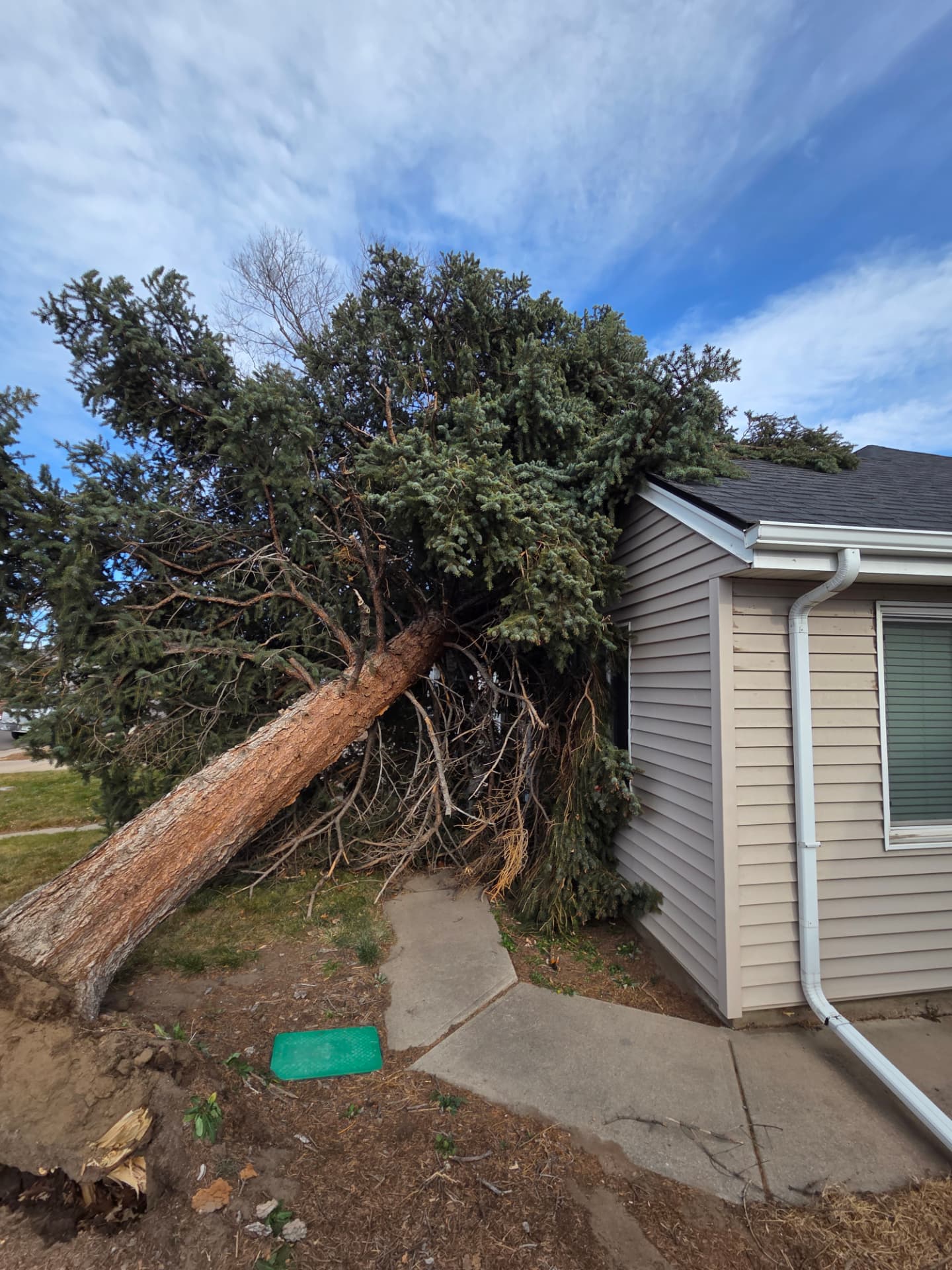 Storm-damaged tree resting on a home roof in Wheat Ridge, Colorado