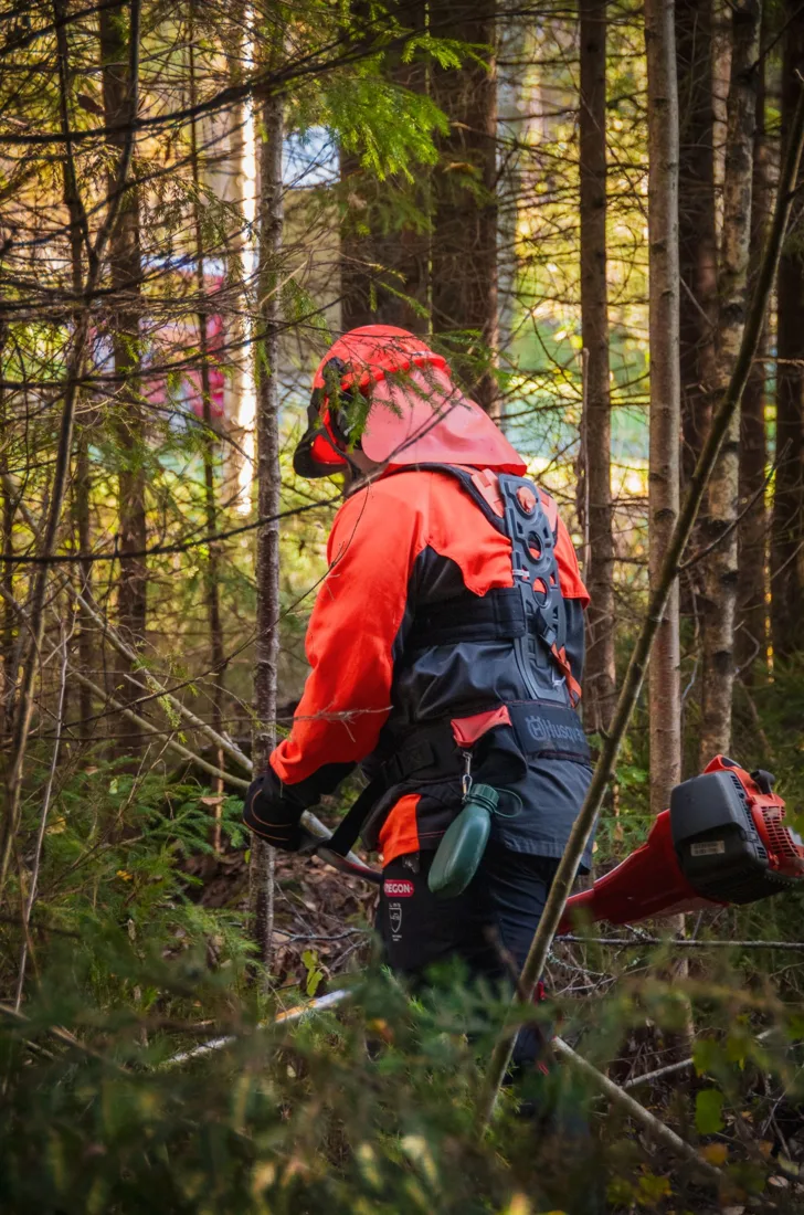 Stock photograph of a worker using a brush cutter to manage undergrowth among forest trees