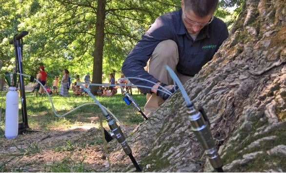 Trunk injection treatment being applied to an ash tree for emerald ash borer