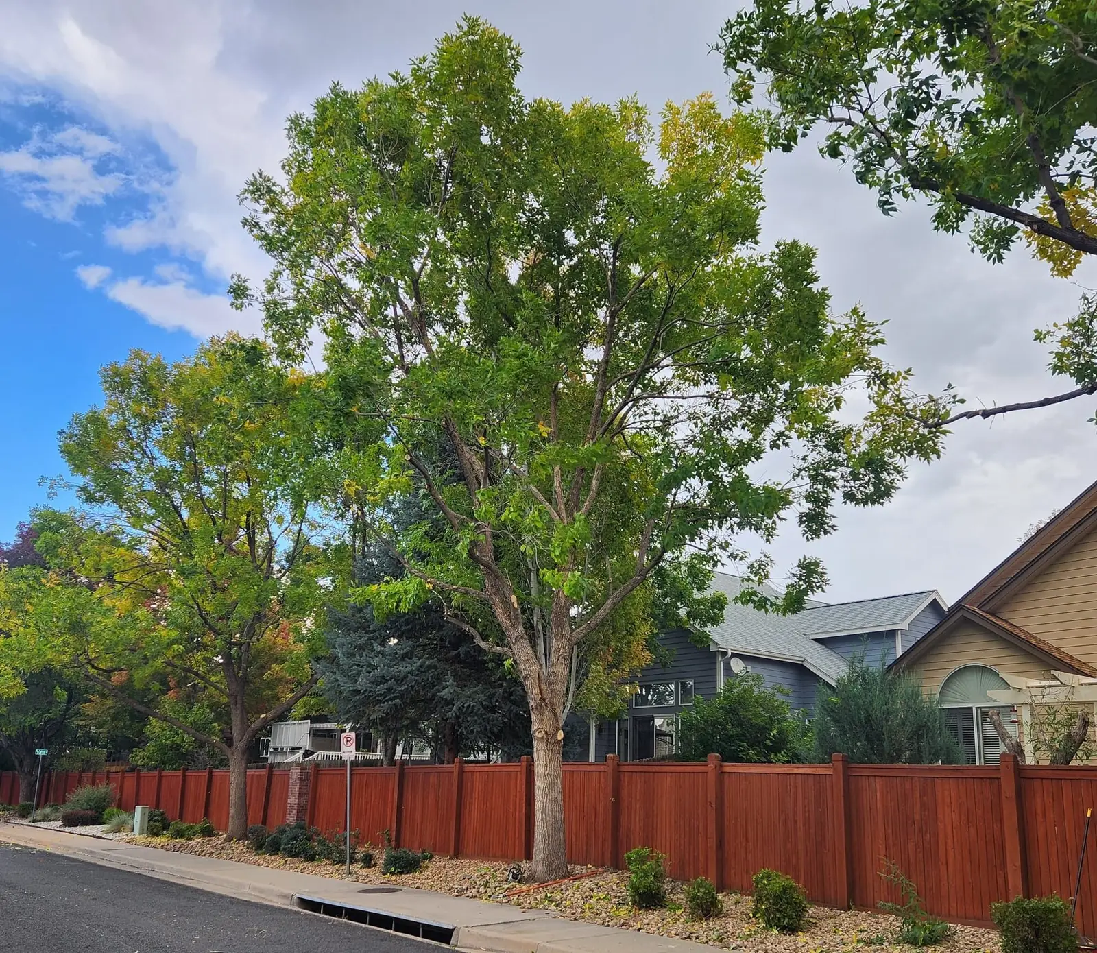 Arborist making a structural pruning cut in an ash tree in Arvada, Colorado