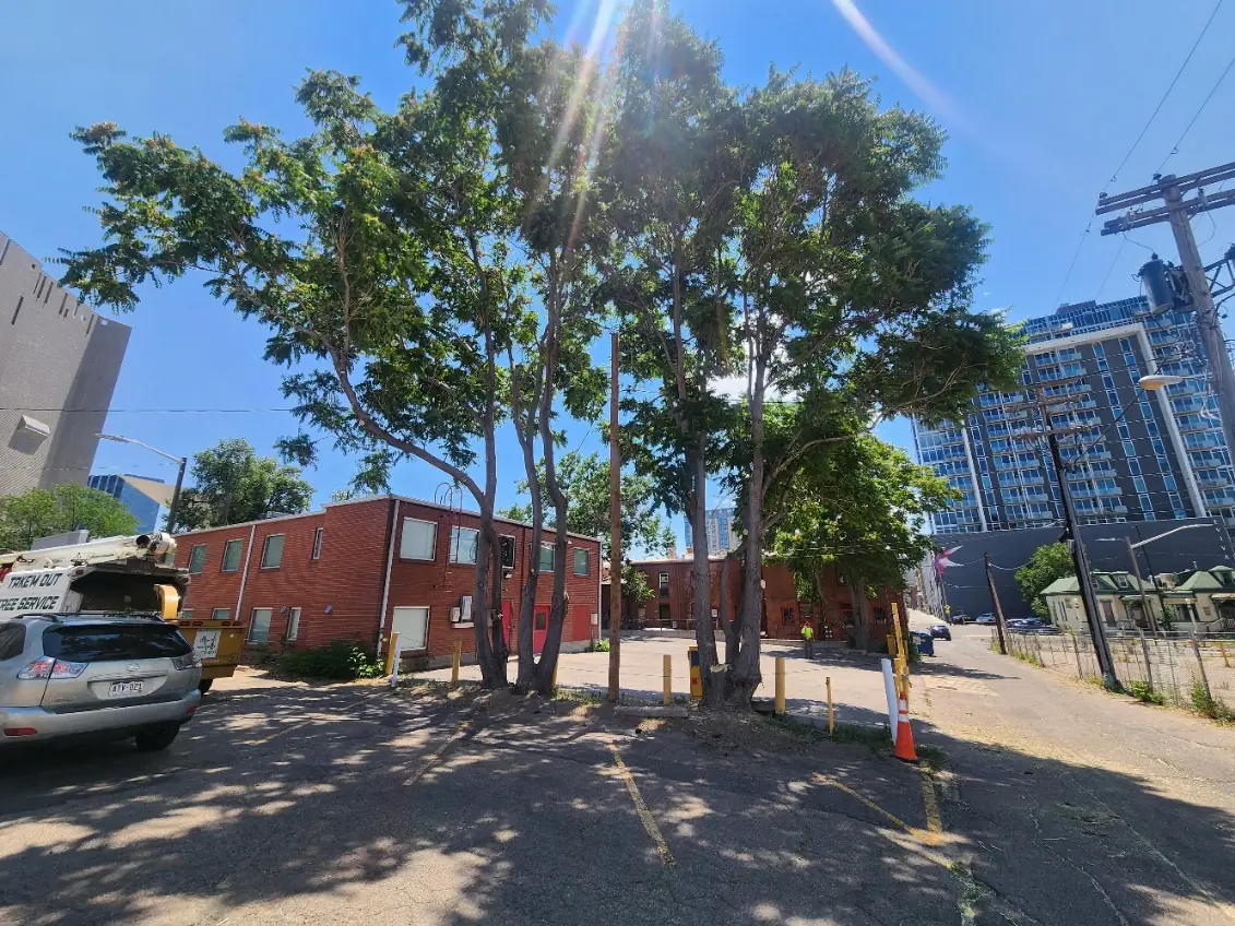 Mature urban trees along a Denver, Colorado street