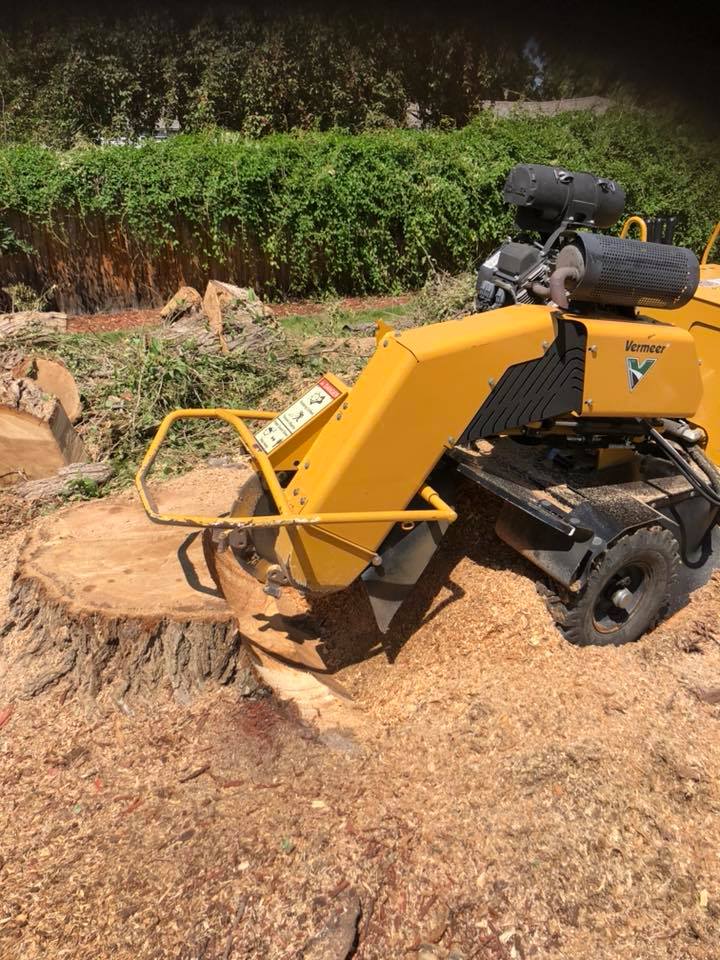 Vermeer stump grinder cutting a residential stump flush to grade in Arvada, Colorado