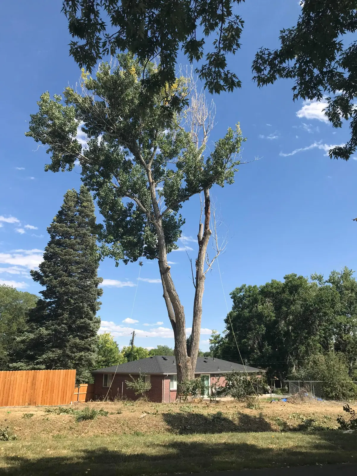 Arborist sectioning a large cottonwood during a tree removal in Arvada, Colorado